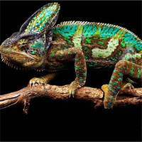 Giáo án mầm non đề tài: Hãy bảo vệ tôi