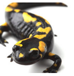 Trắc nghiệm vui loài bò sát