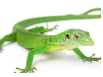 Trắc nghiệm vui loài bò sát nào