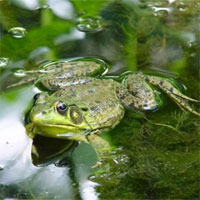 Giáo án nhà trẻ đề tài Con ếch