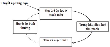 Đáp án đề thi học kỳ I môn Sinh học lớp 11 Đáp án đề thi học kỳ I môn Sinh học lớp 11