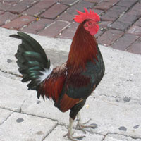 Giáo án nhà trẻ đề tài Con gì gáy thế