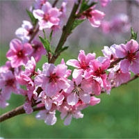 Giáo án mầm non đề tài: Qua cầu xem hội hoa xuân