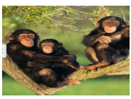 Đề kiểm tra học kỳ 1 môn tiếng Anh lớp 5   