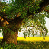 Giáo án TNXH 1 bài 24: Cây gỗ