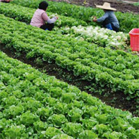 Giáo án TNXH 1 bài 22: Cây rau