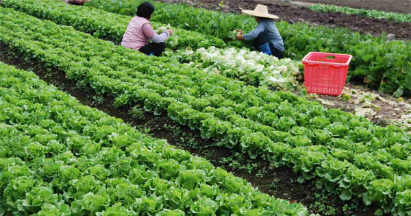 Giáo án TNXH 1 bài 22: Cây rau - Giáo án Tự nhiên xã hội 1 - VnDoc.com