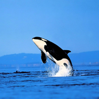 Bài tập Reading: Cá voi có ngủ không?