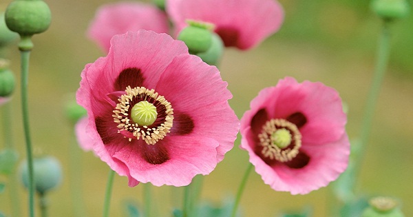 Hoa ngày lễ tình nhân Valentine