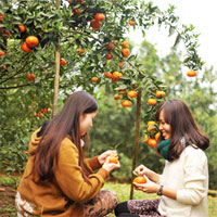 Giáo án mầm non đề tài: Vườn trái cây