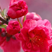 Giáo án mầm non đề tài: Cây đào, cây mai của bé