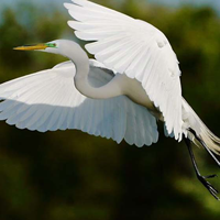 Soạn bài lớp 9: Con cò