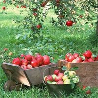 Giáo án nhà trẻ đề tài Kể chuyện cây táo