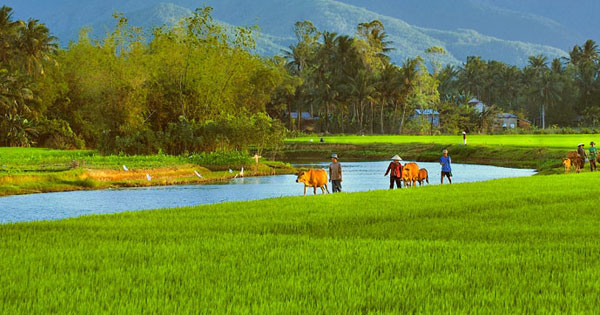 Nghị luận xã hội: Học vấn không có quê hương nhưng người học phải có Tổ quốc (Louis Pasteur)