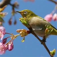 Giáo án mầm non đề tài Bé thêm một tuổi