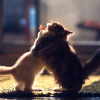 Một số động từ ‘ôm’ hiếm gặp trong tiếng Anh