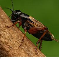 Soạn bài lớp 10: Dế chọi