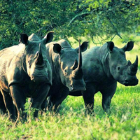 Học tiếng Anh qua tin: Thế giới chỉ còn ba con tê giác trắng phương Bắc