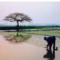 Giáo án bài Nhớ Đồng