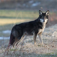 Giáo án bài Con chó Bấc