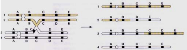 Đề thi thử THPT Quốc gia 2016 môn Sinh có đáp án