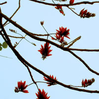 Đoán tính cách siêu chuẩn bằng cách chọn một cành cây