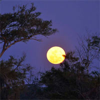 Giáo án bài Ngắm trăng