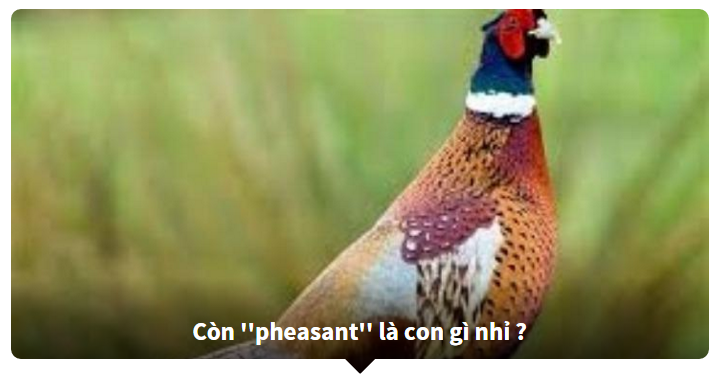 đoán tên tiếng anh của các loài động vật