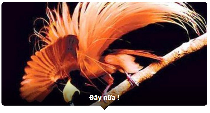 đoán tên tiếng anh của các loài động vật