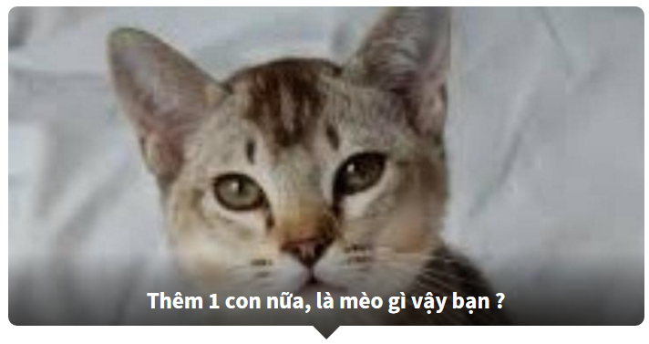 đoán tên tiếng anh của các loài động vật