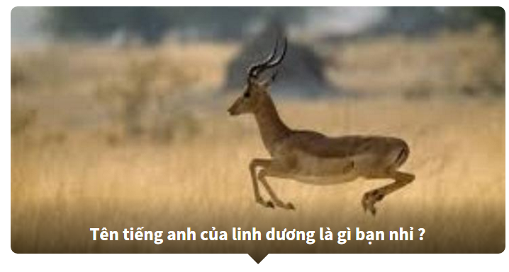 đoán tên tiếng anh của các loài động vật