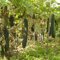 Giáo án mầm non đề tài: Bầu và bí