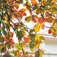 Giáo án mầm non đề tài: Những chiếc lá đổi màu