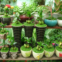 Giáo án mầm non đề tài: Cây cảnh quanh bé