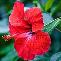 Giáo án mầm non đề tài: Hoa dâm bụt