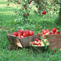 Giáo án mầm non đề tài: Quả táo của ai?