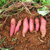 Giáo án mầm non đề tài: Sự tích dây khoai lang