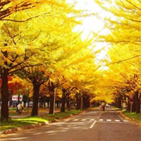 Giáo án mầm non đề tài: Những chiếc lá kì diệu