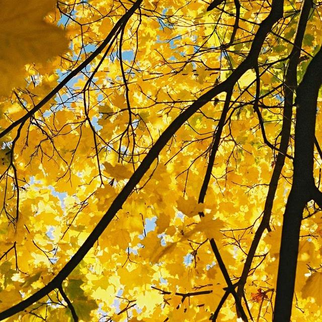 Cây phong lá vàng