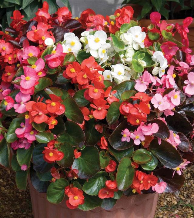 Cây thu hải đường