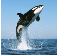 Chỉ với 10 câu hỏi, bạn sẽ biết mình đang cuồng "Thượng Ẩn" ở mức nào