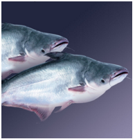 Chỉ với 10 câu hỏi, bạn sẽ biết mình đang cuồng "Thượng Ẩn" ở mức nào