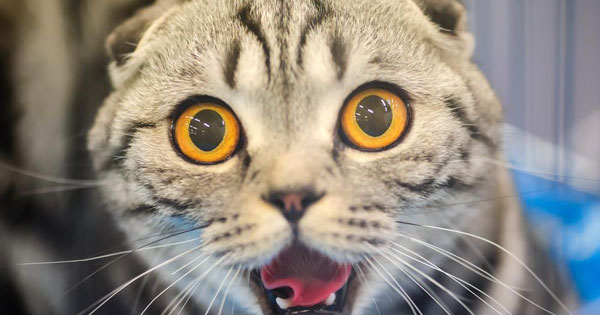 Muốn biết vì sao mình vẫn ế, hãy trả lời nhanh mấy câu