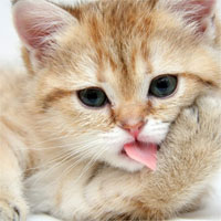 Giáo án mầm non đề tài: Rửa mặt như mèo