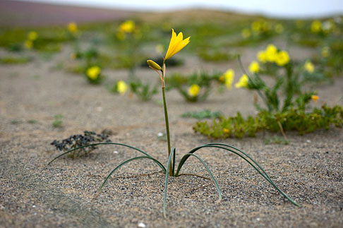 Nghị luận xã hội: Giữa một vùng sỏi đá khô cằn, cây hoa dại vẫn mọc lên và nở những chùm hoa thật đẹp Nghị luận xã hội: Giữa một vùng sỏi đá khô cằn, cây hoa dại vẫn mọc lên và nở những chùm hoa thật đẹp