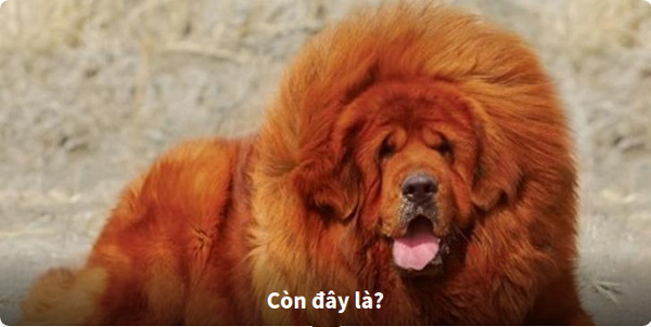 Nhìn hình đoán tên loài chó 