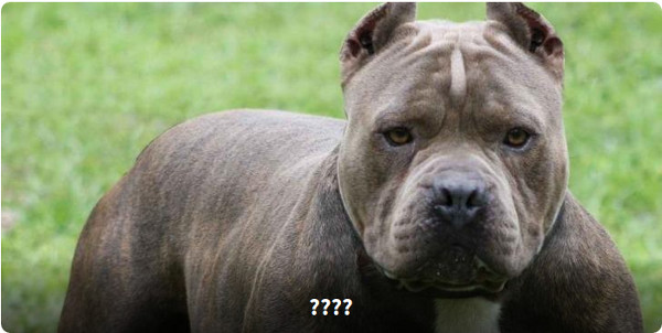 Nhìn hình đoán tên loài chó 