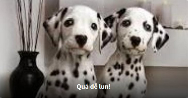 Nhìn hình đoán tên loài chó 