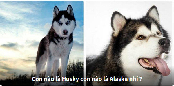 Nhìn hình đoán tên loài chó 