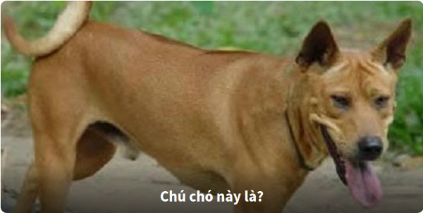 Nhìn hình đoán tên loài chó 